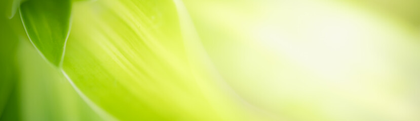 Amazing abstract background nature view of green leaf with copy space using as background natural green plants landscape, ecology,cover page, fresh wallpaper concept.