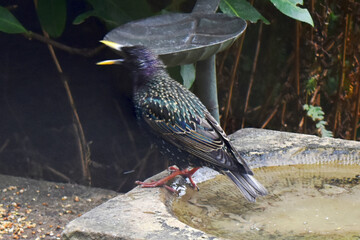 Starling bird open beak stand near to birdfeeding in garden. Wildlife on spring season in UK