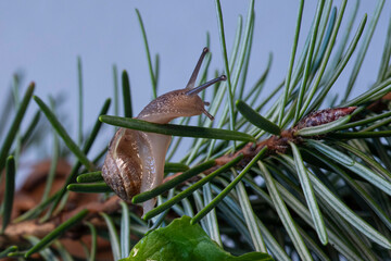 Obraz premium close-up of a snail on a branch