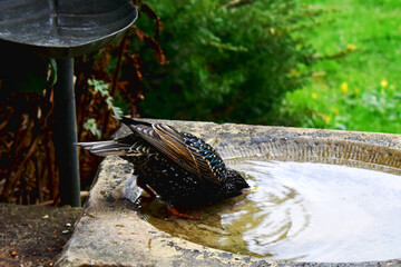 Common Starling bird is drinking water in garden.  Wildlife in spring season in UK
