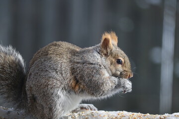 Close up of grey squirrel with orange tip ears sitting nibbling  a snack