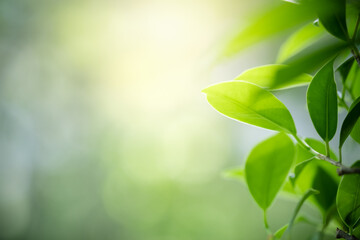 Amazing nature view of green leaf on blurred greenery background in garden and sunlight with copy space using as background natural green plants landscape, ecology, fresh wallpaper.