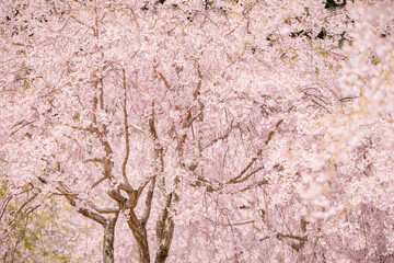 高見の郷のしだれ桜　奈良県　