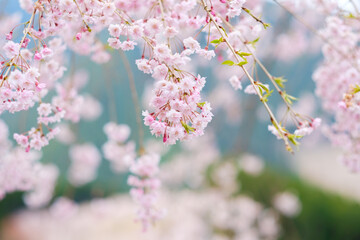 高見の郷のしだれ桜　奈良県　