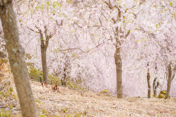 Obraz premium 高見の郷のしだれ桜 奈良県 