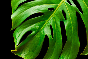 tropical leaf with holes, Monstera Deliciosa
