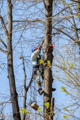 A worker in a helmet on ropes climbs up a tree to trim branches. Rejuvenation of trees. The work of...