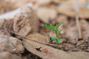 The sapling of a tree grows from seed in natural soil.