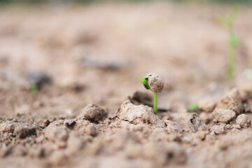 The sapling of a tree grows from seed in natural soil.