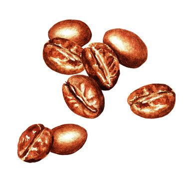 Coffee beans, watercolor 3.3