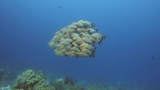 Schooling fish above a reef in a tropical ocean