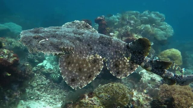 Swimming carper shark, or Wobbegong, swimming over a coral reef