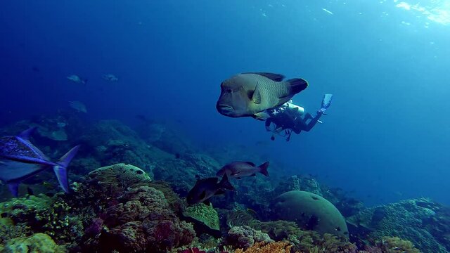 Scuba diver swimming with a giant Napoleon Wrasse