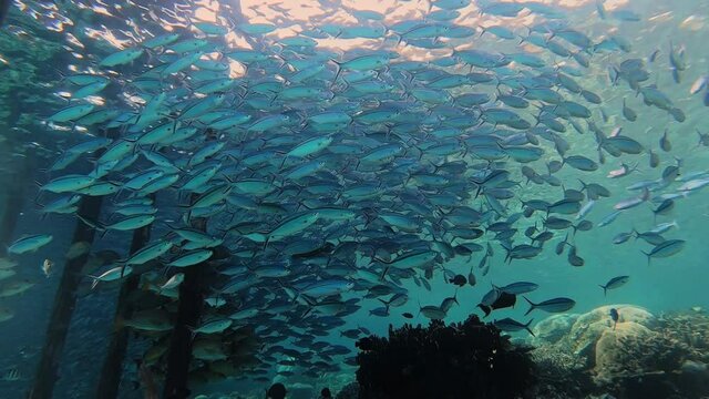 A big school of fish hiding in shallow water under a jetty