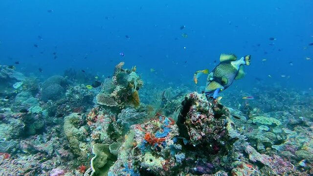 Titan Trigger fish feeding on coral