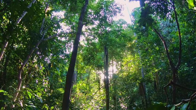 Sunbeams through a rainforest canopy,