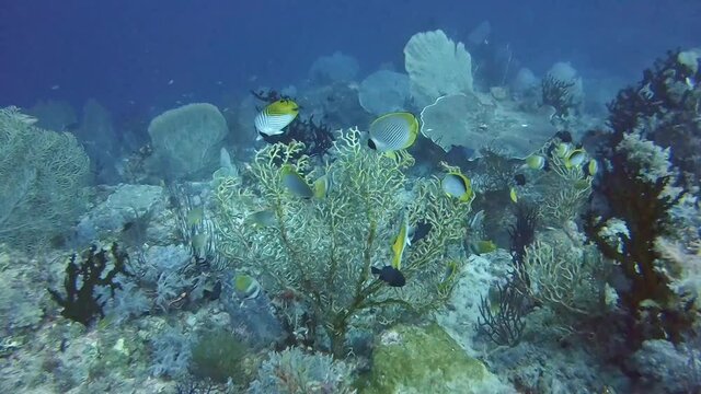 Colorful butterfly fish feeding on coral
