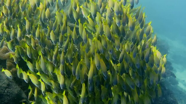 Yellow tropical fish in mesmerizing schooling formation