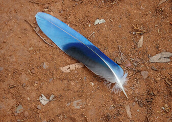 Beautiful irridescent blue feather discarded on brown sandy Australian soil with leaves and stones