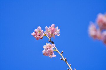 Beautiful pink cherry blooms (sakura tree) in the park, copy space, close up. Cherry blossom season in Wuling Farm, Taichung City, Taiwan. April 2021.