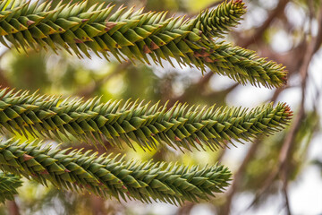 Needles of evergreen tree Araucaria araucana,commonly called the Monkey Puzzle Tree, Monkey Tail Tree or Chilean Pine