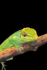 green lizard isolated on black background