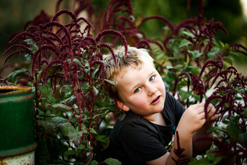 Cute little caucasian boy sitting among amaranth flowers