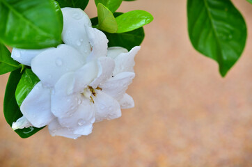 Beautiful Gardenia with morning dew