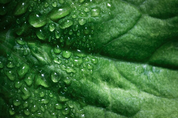 Raindrops on the leaves of garden plants close-up.