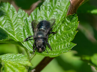 Female Mason Bee carrying mud, resting on a leaf (Osmia)