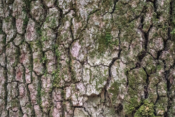 Bark of pine tree. Natural coniferous bark background