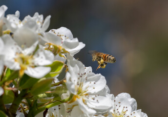 Fototapeta na wymiar Honey bee hovering over pear blossoms (Apis mellifera)