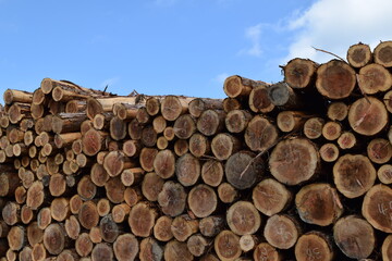 切り出された杉の丸太