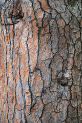 Bark of pine tree. Natural coniferous bark background