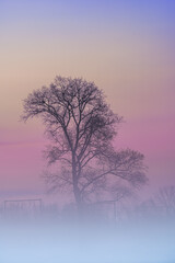 Fototapeta na wymiar fog over the grassland and an beautiful tree