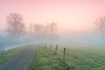 Tree in the mist at the river