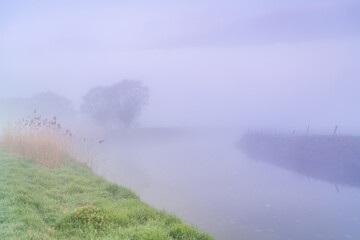 Tree in the mist at the river