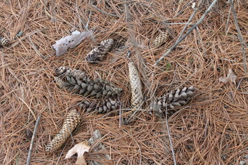 pine cones and pine needles