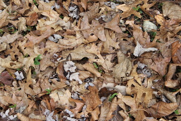 autumn leaves on the ground