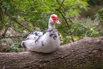 White and black duck with red head, The Muscovy duck, sits on the tree on the shore of the pond.