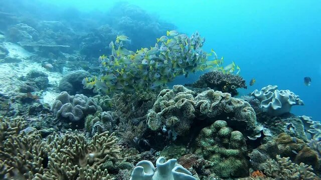 Yellow tropical fish swimming in formation
