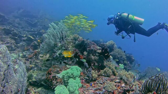 Scuba diver swimming with yellow tropical fish above a coral reef