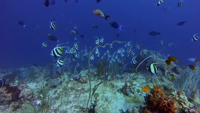 Tropical and colorful banner fish feeding