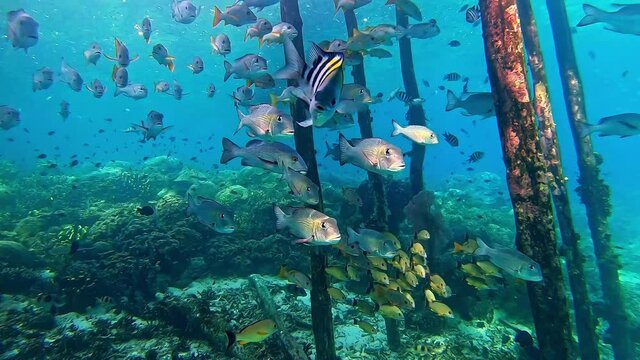 Tropical fish finding shelter under a jetty