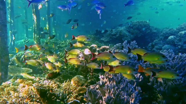Tropical fish in shallow water under a jetty