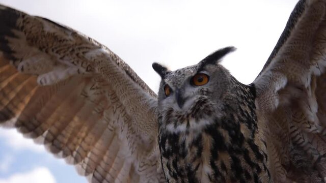 Slow motion eagle owl extending wings and flapping