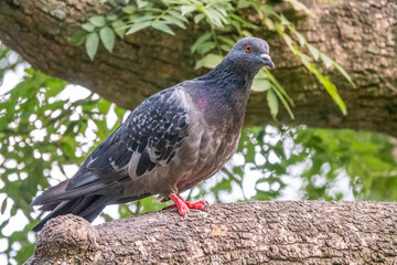 Grey pigeon sitting on a tree branch on green background.