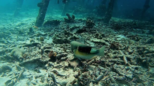 An Intelligent Tusk fish searching for food