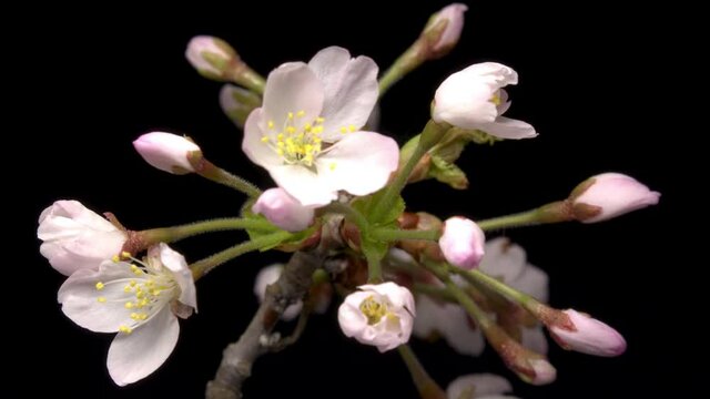 タイムラプス - 桜の開花 黒バック クローズアップ