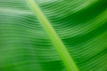 Close up Leave of a banana plant. Selective focus.